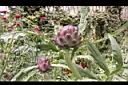 朝鮮薊-花苞01.JPG
