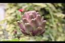 朝鮮薊-花苞05.JPG