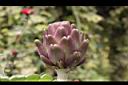 朝鮮薊-花苞06.JPG