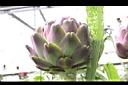 朝鮮薊-花苞08.JPG