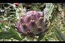 朝鮮薊-花苞09.JPG
