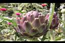 朝鮮薊-花苞10.JPG