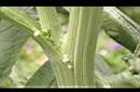 朝鮮薊-莖01.JPG