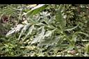 朝鮮薊-葉00.JPG