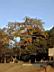 木棉樹-910105.jpg