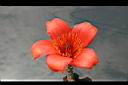 木棉-花04.jpg