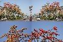 木棉1.jpg