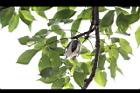 木棉-實08.jpg