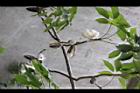 木棉-實11.jpg