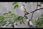 木棉-實12.jpg