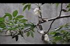 木棉-實13.jpg