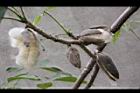 木棉-實18.jpg