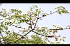 木棉-棉05.jpg