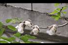 木棉-棉17.jpg