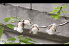 木棉-棉18.jpg