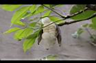 木棉-棉29.jpg