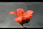 木棉-花08.jpg