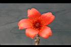 木棉-花09.jpg