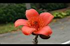 木棉-花19.jpg