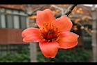木棉-花22.jpg