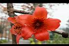 木棉-花23.jpg