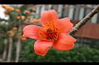 木棉-花24.jpg