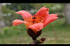 木棉-花28.jpg