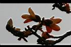 木棉-花33.jpg