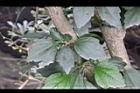 白花木槿-重瓣4.jpg
