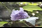 重瓣木槿-花26.jpg
