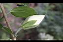 木槿-白花苞02.jpg