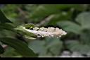 木槿-白花苞07.jpg