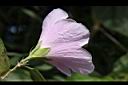 木槿-花10.jpg