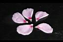 木槿-花瓣01.jpg