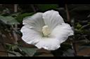 白花木槿-花04.jpg