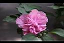 重瓣木槿-花02.JPG