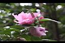 重瓣木槿-花07.JPG