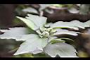 重瓣木槿-花苞0.JPG