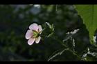 小花木槿1.jpg