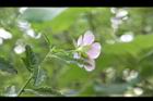 小花木槿10.jpg