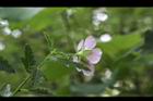 小花木槿11.jpg