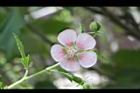 小花木槿17.jpg