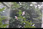 小花木槿18.jpg