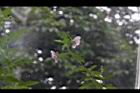 小花木槿19.jpg