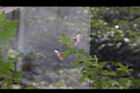 小花木槿20.jpg