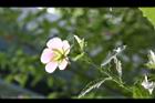 小花木槿4.jpg