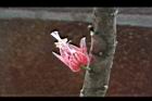幹花槿08.jpg