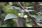 木槿-白花苞00.jpg