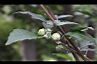 木槿-白花苞01.jpg