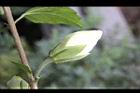 木槿-白花苞03.jpg